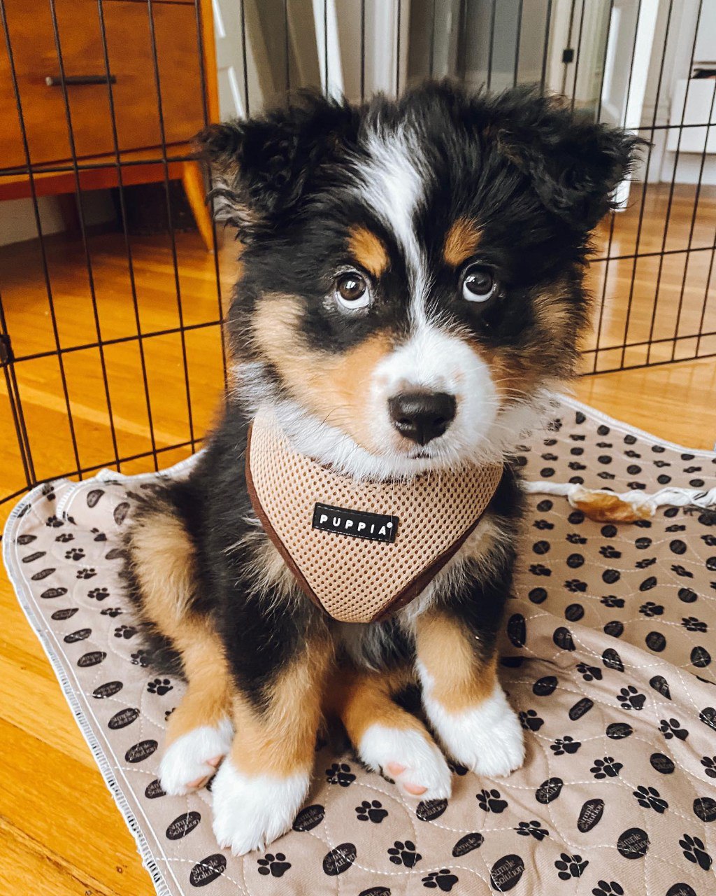 Murphy